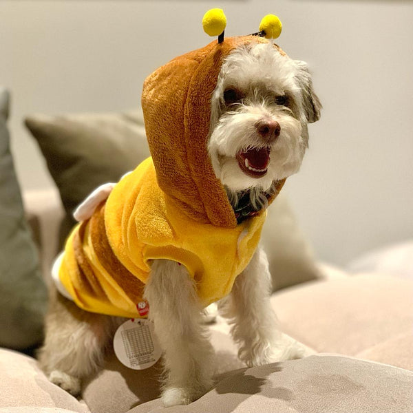 Vistiéndolos de Amor: Creando Recuerdos Inolvidables en Halloween con nuestras mascotas